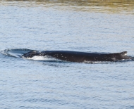 Baleias no Canal de Beagle